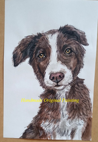 Border collie dog portrait - dog,