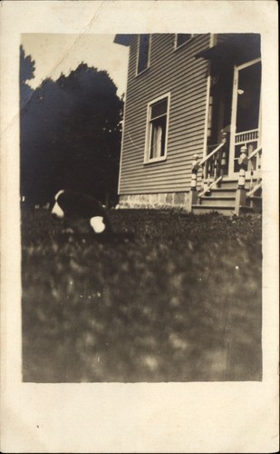 Rppc puppy playing yard - in,