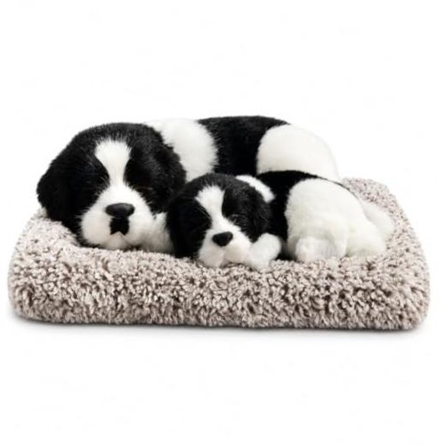 Border collie mother puppy - border,