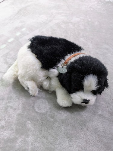 Perfect petzzz border collie - perfect,