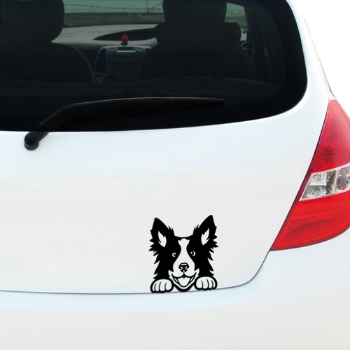 Peeking border collie - peeking, decal