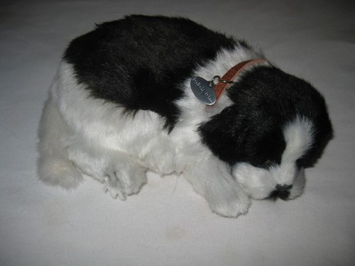 Perfect petzzz border collie - perfect,