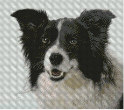 Border collie puppy dog 5cm - collie,