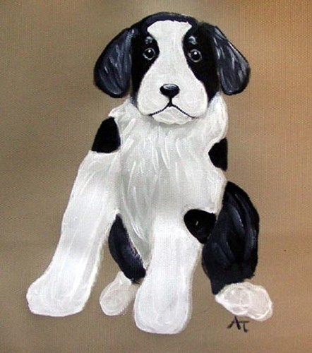 Border collie puppy dog - border, hand
