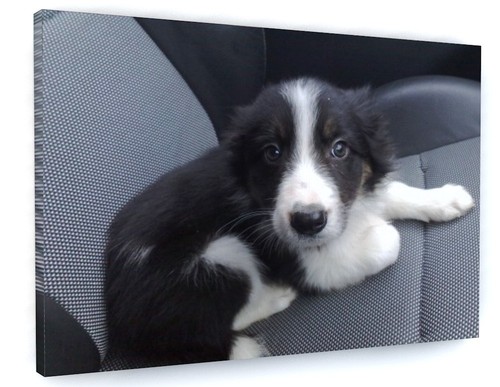 Border collie puppy - collie, animal