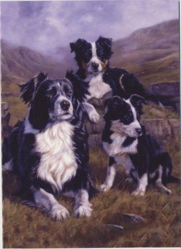 Border collie sheep dog - border,