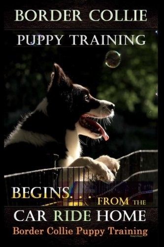 Border collie puppy training - border,