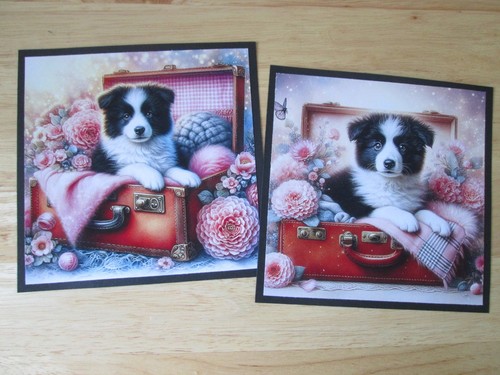 Border collie puppy in a - 2, x