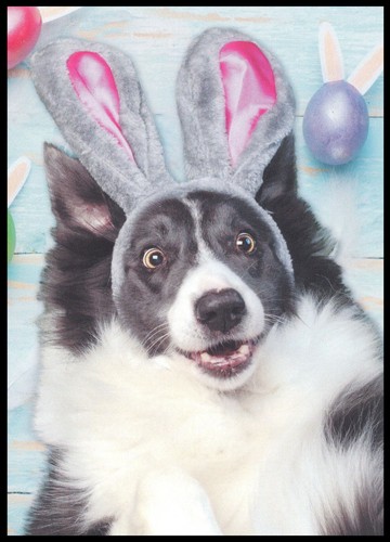 Greeting card border collie - card,