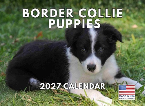 Border collie puppy calendar - border,