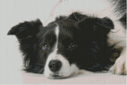 Border collie puppy - collie,