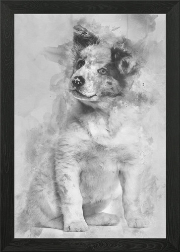 Border collie puppy - 3, mont