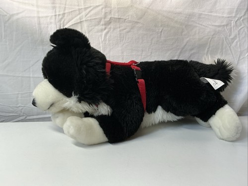 Animal alley border collie - border,