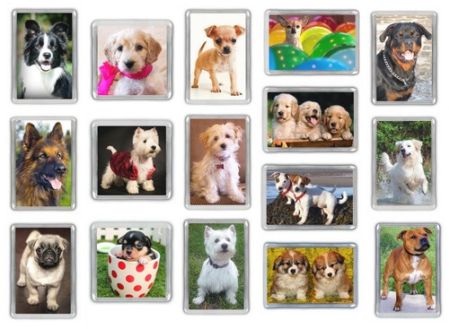 Dog fridge magnets - pug, staffy