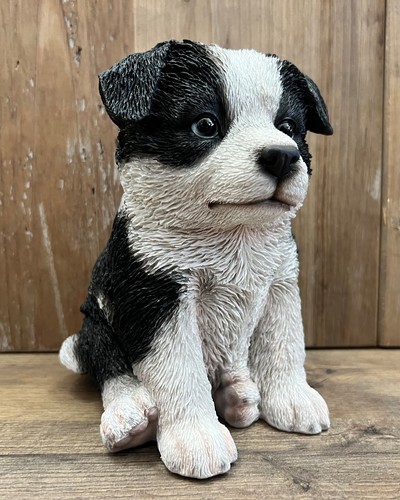 Dog border collie puppy - dog,