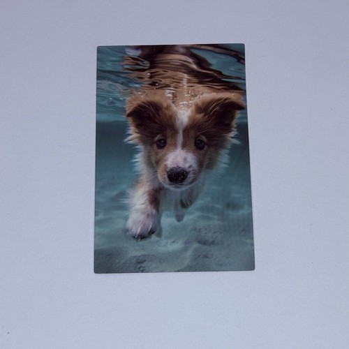 Cute puppy swim underwater - cute,