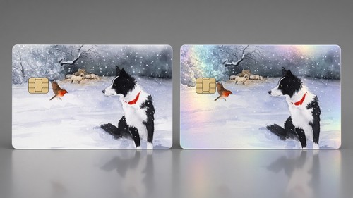 Border collie winter watch dog - watch,