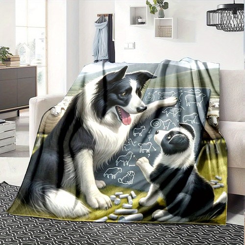 Border collie teacher pup - collie, &