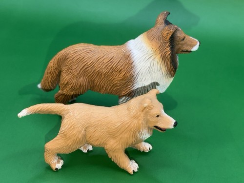 Safari border collie dog - dog, &