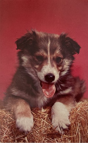 Vintage puppy postcard sheltie - puppy,