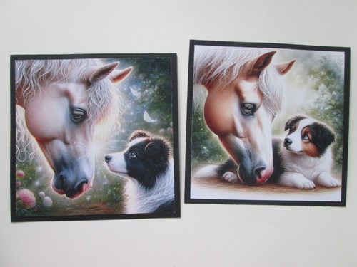 Horse border collie - horse,