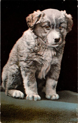Antique border collie - of,