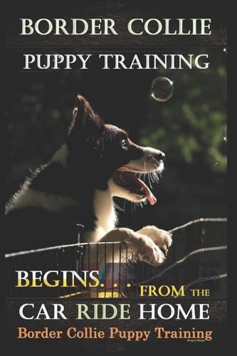Border collie puppy training - border,