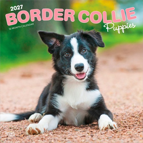 Border collie puppies 2027 - border,