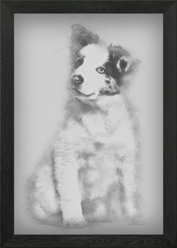 Border collie puppy mont - puppy, 3