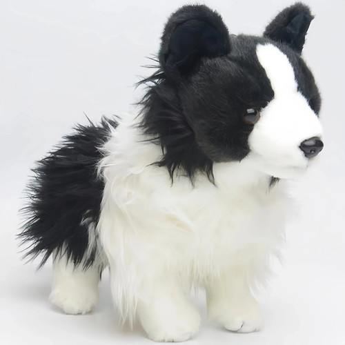 Douglas chase border collie - chase,
