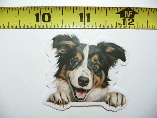 Peeking border collie small - peeking,