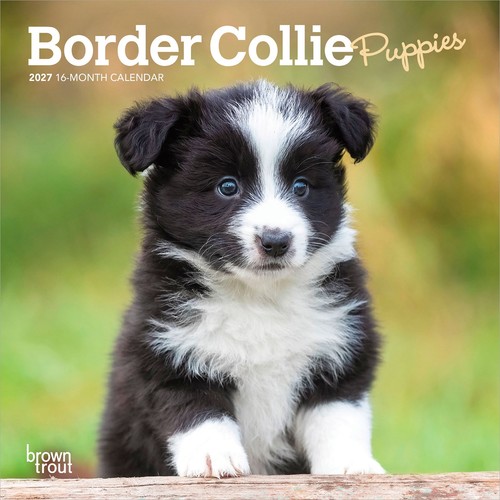 Border collie puppies - border,