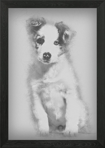 Border collie puppy mont - border,