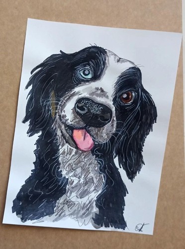 Border collie dog - border,