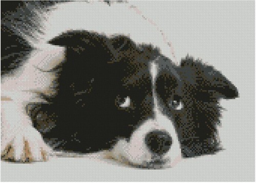 Border collie puppy - collie,