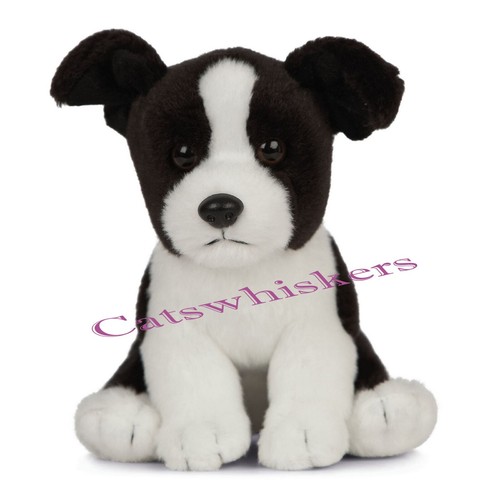 Living nature border collie - ,