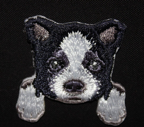 Border collie puppy dog - border, breed