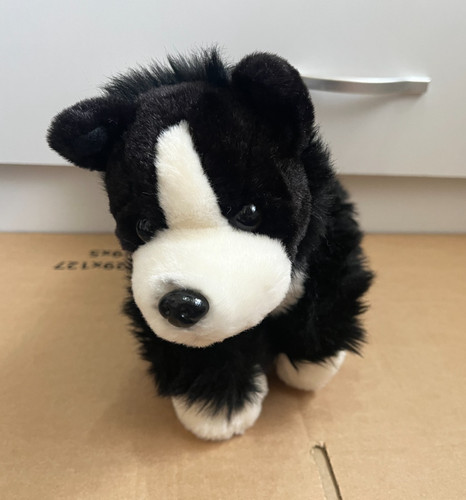 Black white border collie - black,