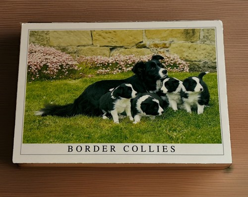 Unused border collie postcard - unused,