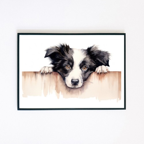 Border collie puppy - collie,