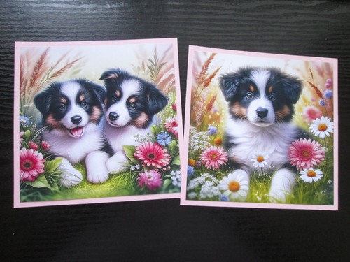 Exclusive x border collie - exclusive,