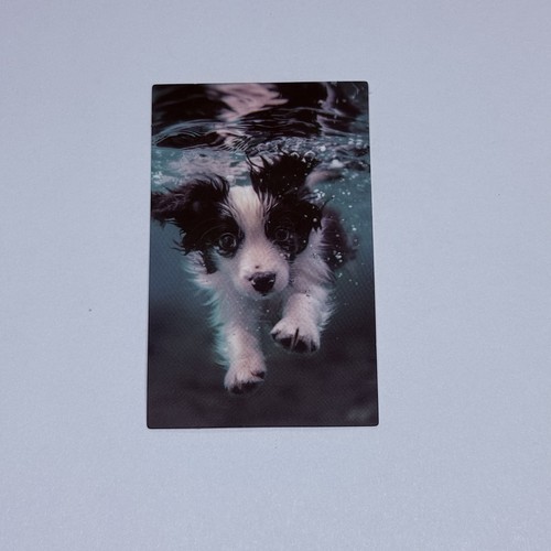 Cute puppy swim underwater - puppy,