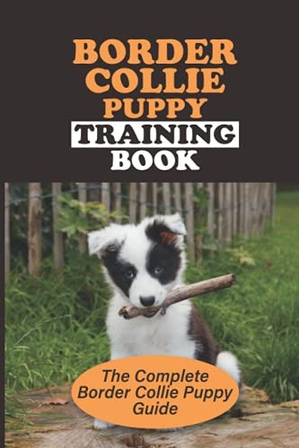 Border collie puppy training - puppy,