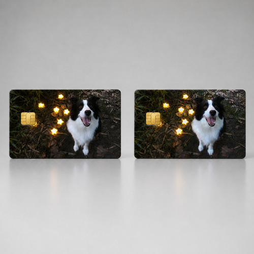 Cute starry border collie - cute,