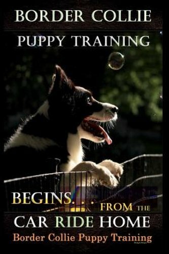 Border collie puppy training - border,