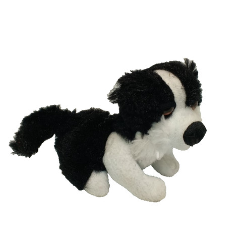 Cute mini border collie - cute,