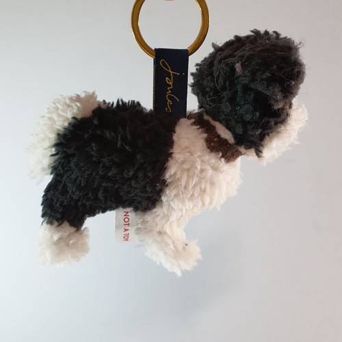 Joules border collie dog - joules,