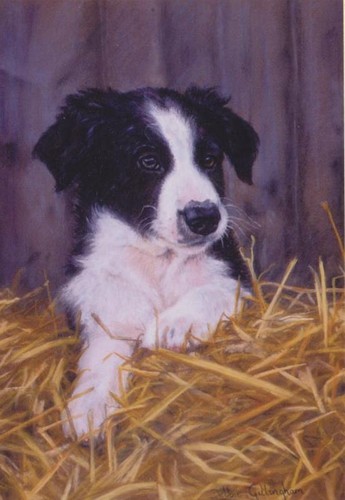 Border collie farm - border,