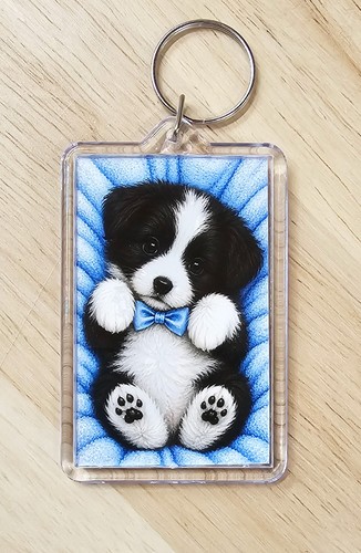 Border collie puppy - border,