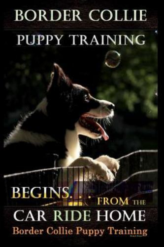 Border collie puppy - puppy, training